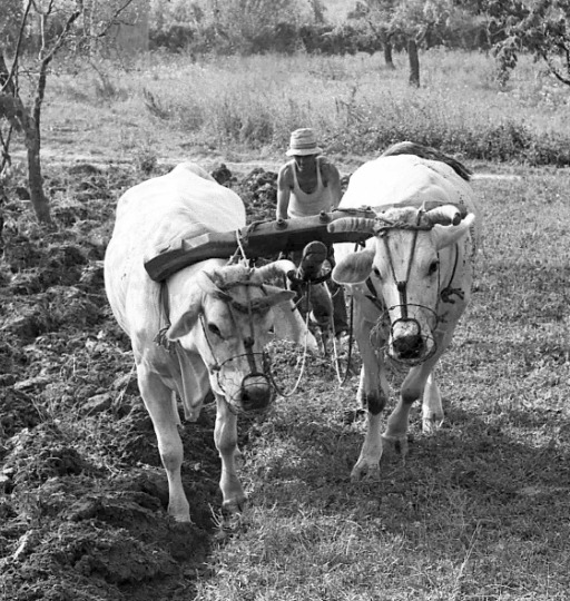 Contadino guida un aratro trainato da due buoi durante l'aratura di un campo nel podere Palagina, 1977