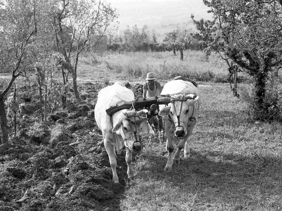 Contadino guida un aratro trainato da due buoi durante l'aratura di un campo nel podere Palagina, 1977. Sullo sfondo, paesaggio rurale